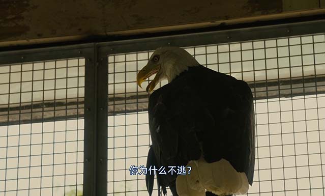 跨越栅栏-BD1080P-MP4-中文字幕