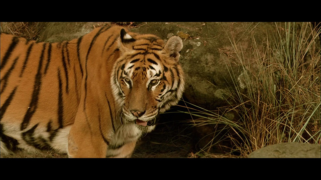 虎兄虎弟-BD1080P-MP4-中文字幕