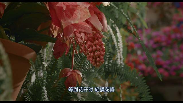 真情未语-HD1080P-MP4-中文字幕