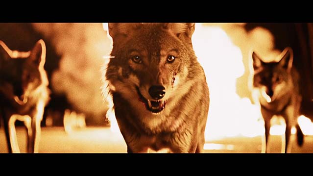 郊狼-HD1080P-MP4-中文字幕