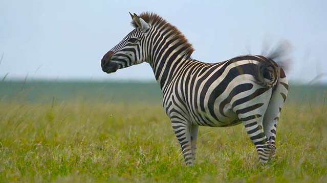 摄影师贝尔蒂与猎豹零距离-HD1080P-MP4-中文字幕