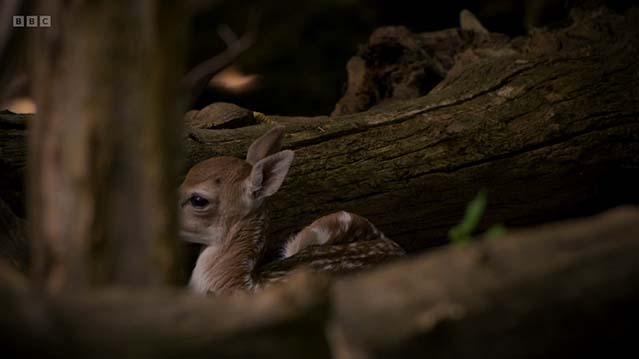 狂野伦敦-HD1080P-MP4-中文字幕
