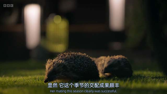 狂野伦敦-HD1080P-MP4-中文字幕