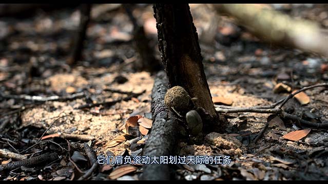 追寻幽灵大象-HD1080P-MP4-中文字幕