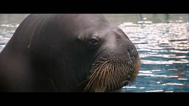 初恋50次-BD1080P-MP4-中文字幕