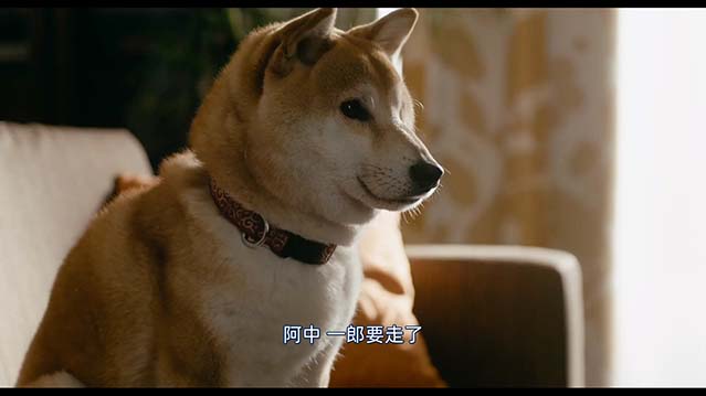 柴犬公园-HD1080P-MP4-中文字幕