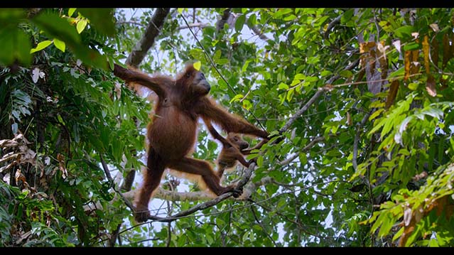 红毛猩猩-HD1080P-MP4-中文字幕