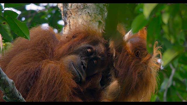 红毛猩猩-HD1080P-MP4-中文字幕