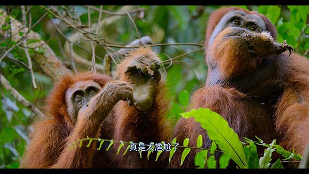 红毛猩猩-HD1080P-MP4-中文字幕