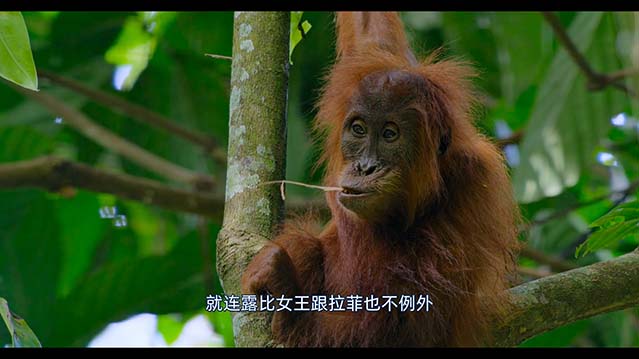 红毛猩猩-HD1080P-MP4-中文字幕