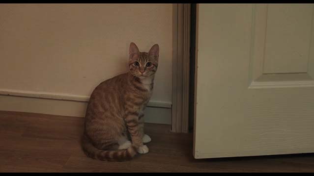 猫吻：当你打开心扉的那一瞬间-HD1080P-MP4-中文字幕